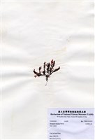 藏品(尖頂軟毛藻)的圖片